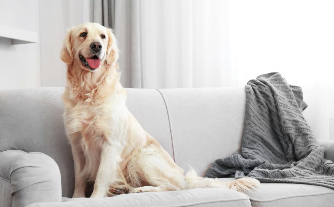 ZELTAINAIS RETRĪVERS