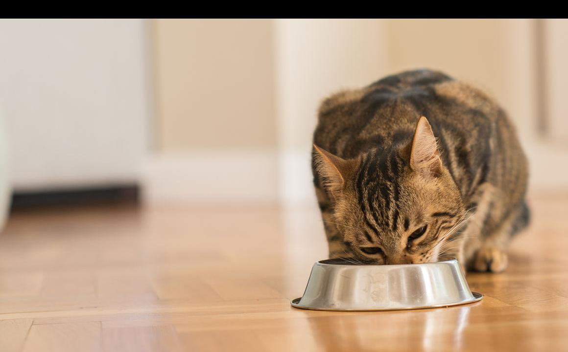 Quante volte al giorno deve mangiare un gatto: consigli in base all'et&agrave;