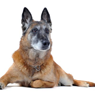 Los beneficios de la comida blanda para perros mayores