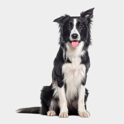 Efectos y beneficios de los probi&oacute;ticos para perros con diarrea