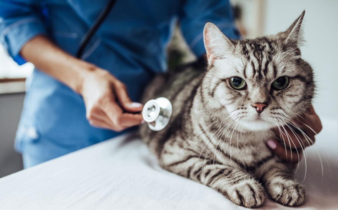 Pourquoi mon chat vomit du sang ?