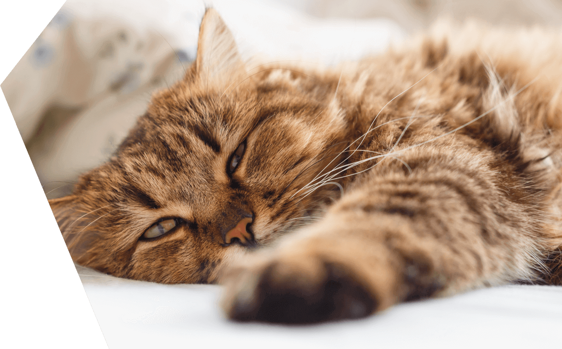 Se&ntilde;ales y s&iacute;ntomas de enfermedad