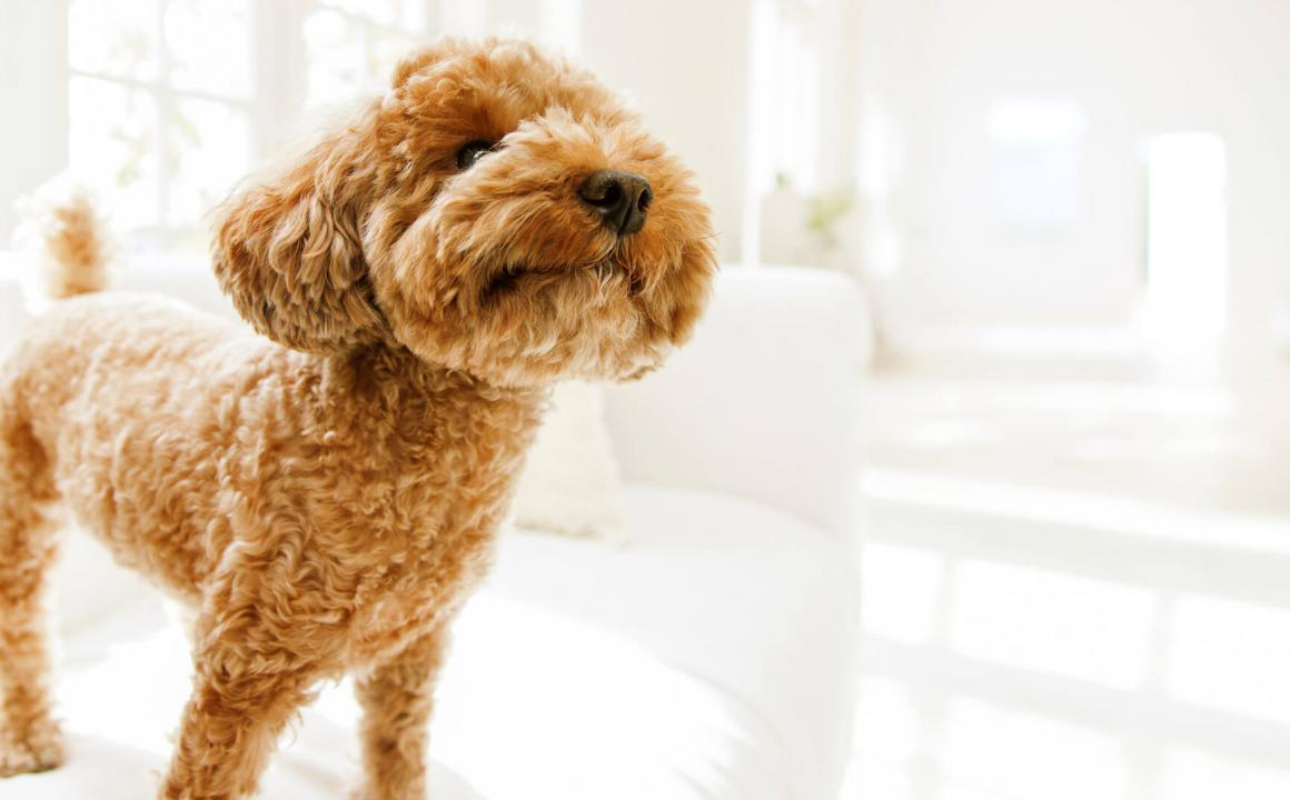 Calcio per cani, devo o non devo integrarlo?