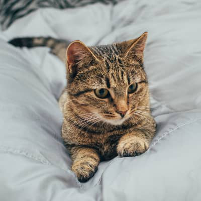 O antes e o depois da castra&ccedil;&atilde;o do seu gato