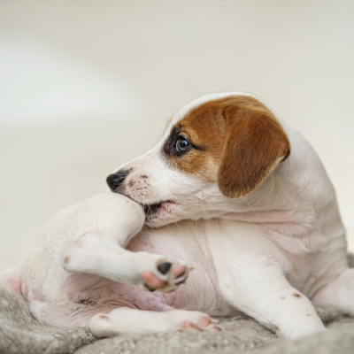 Alergia a la picadura de pulga en perros: s&iacute;ntomas y tratamiento