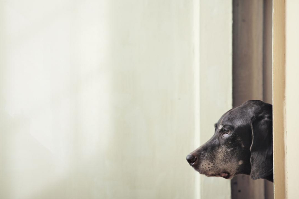 &Uuml;ZG&Uuml;N K&Ouml;PEK İ&Ccedil;İN NELER YAPILABİLİR?