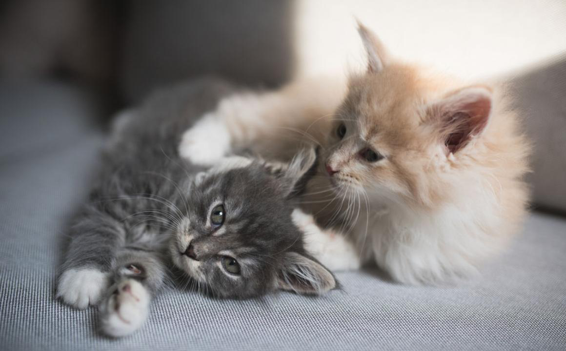 &iquest;Cu&aacute;nto tarda un gato en aceptar a otro?