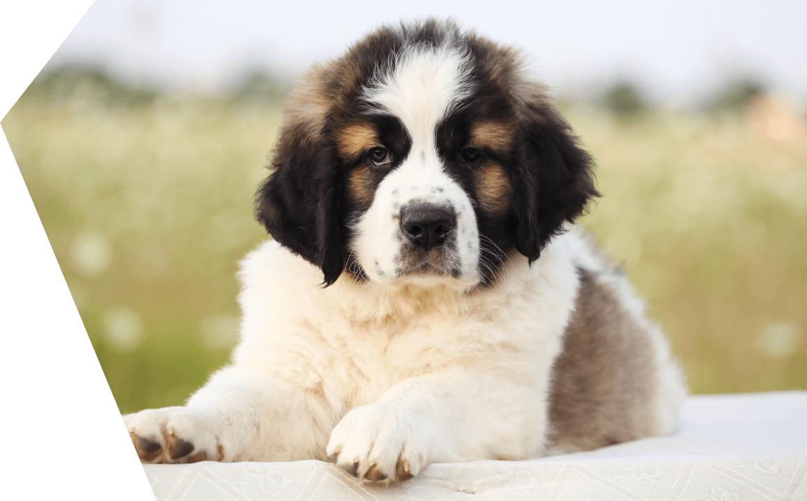 Il cucciolo di San bernardo