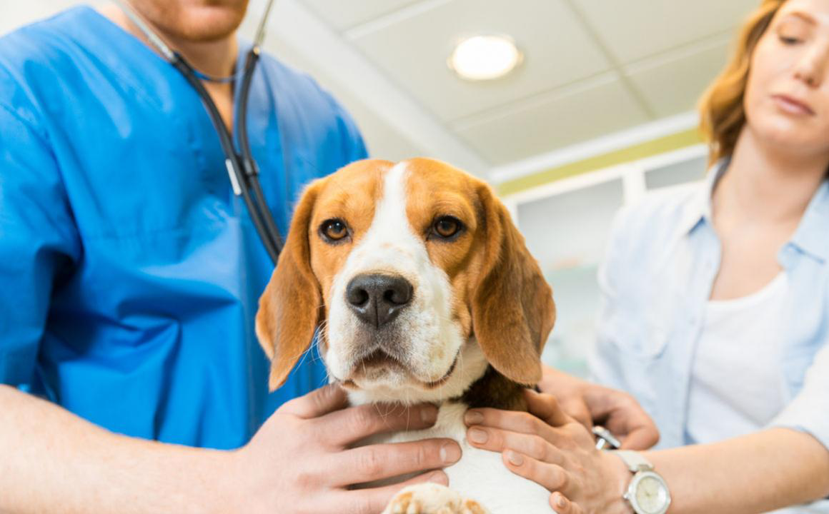 Sintomi avvelenamento cane e come comportarsi