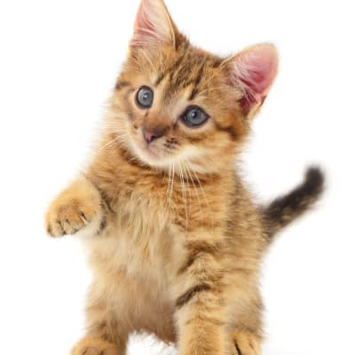 Causas y riesgos de la diarrea en gatitos de 2 meses