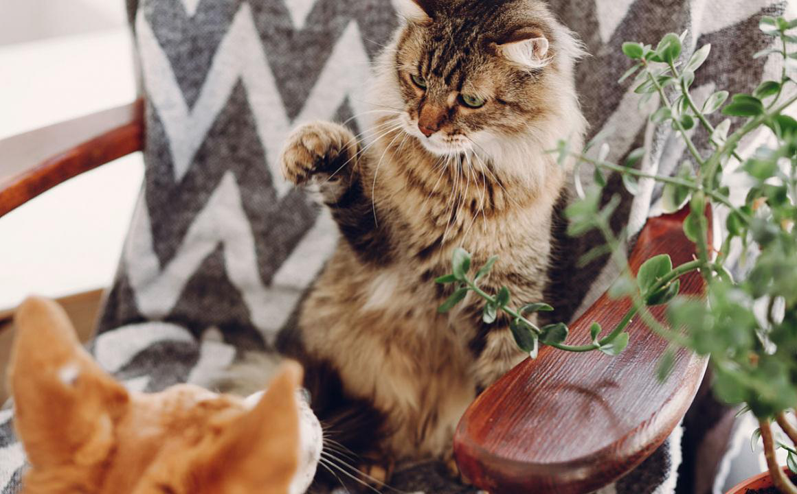 Gatto geloso: i gatti provano gelosia?