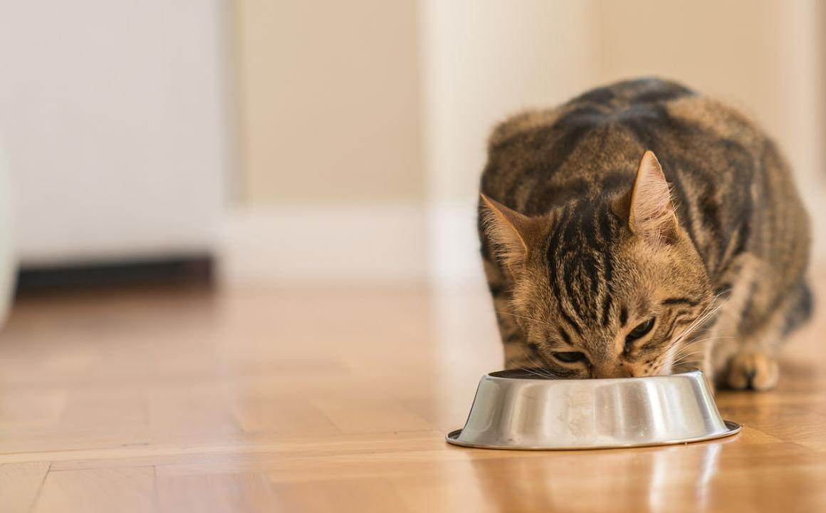 Cu&aacute;ntas veces come un gato al d&iacute;a: consejos seg&uacute;n su edad