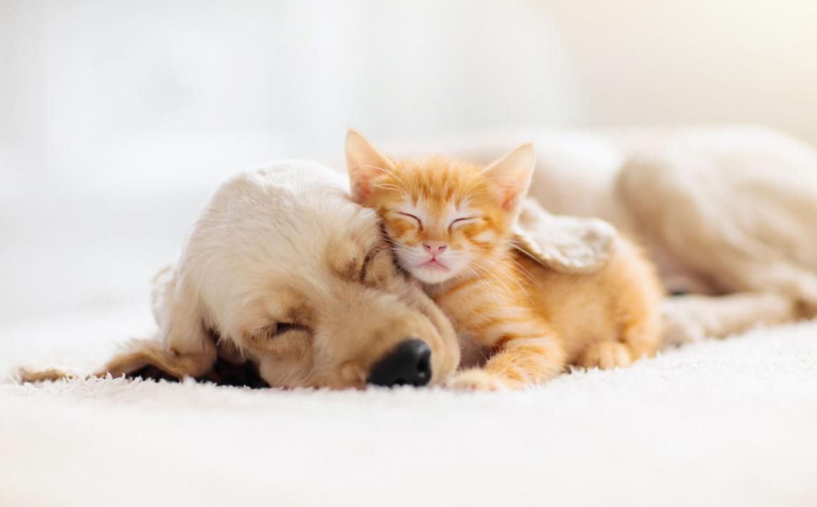 Post-quarantena cane e gatto: come affrontarlo