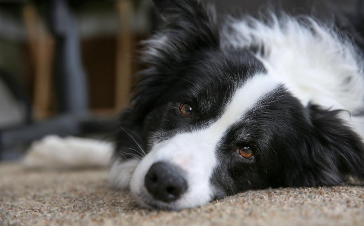 Border Collie: caracter&iacute;sticas y cuidados
