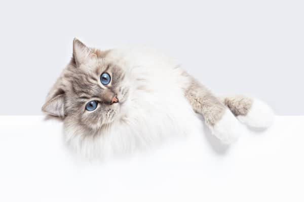 Ataxia en gatos: causas, s&iacute;ntomas y tratamiento