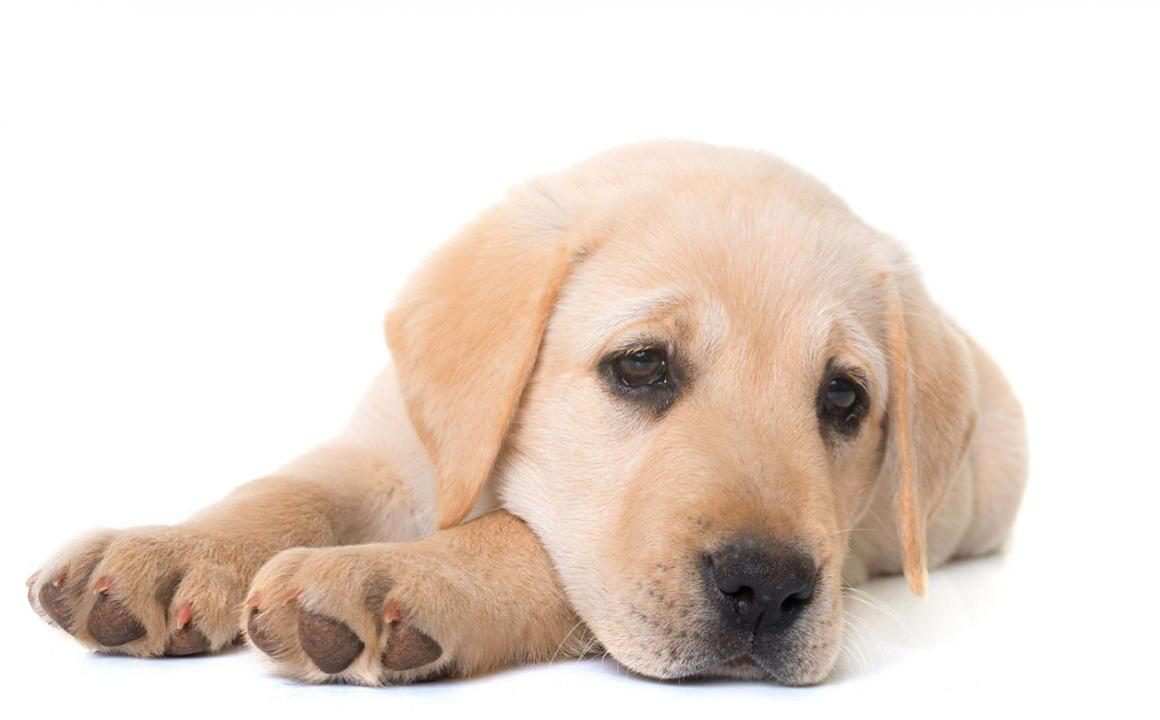 Las picaduras de mosquito en perros y transmisi&oacute;n de enfermedades