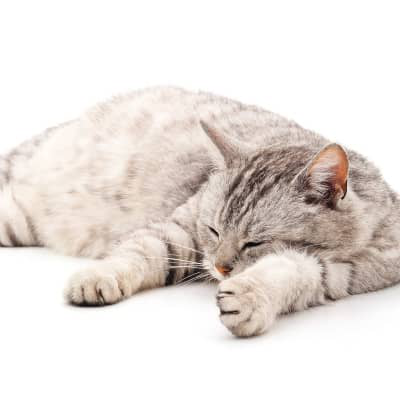 &iquest;Tienes un gato con mocos? Causas y cuidados