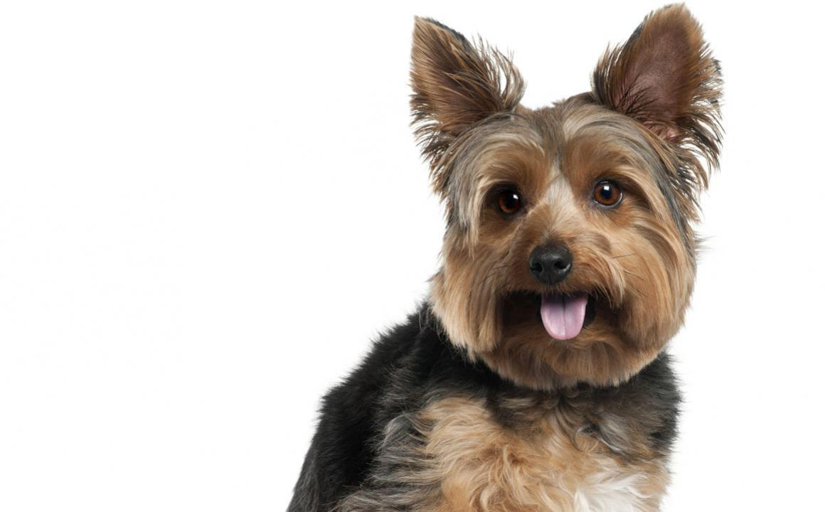 L&rsquo;alimentation pour &eacute;viter l&rsquo;an&eacute;mie chez le chien