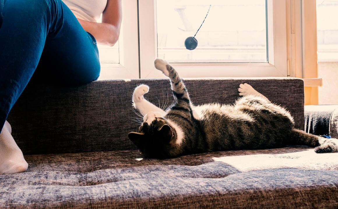 &iquest;C&oacute;mo adiestrar un gato? 6 pautas a seguir