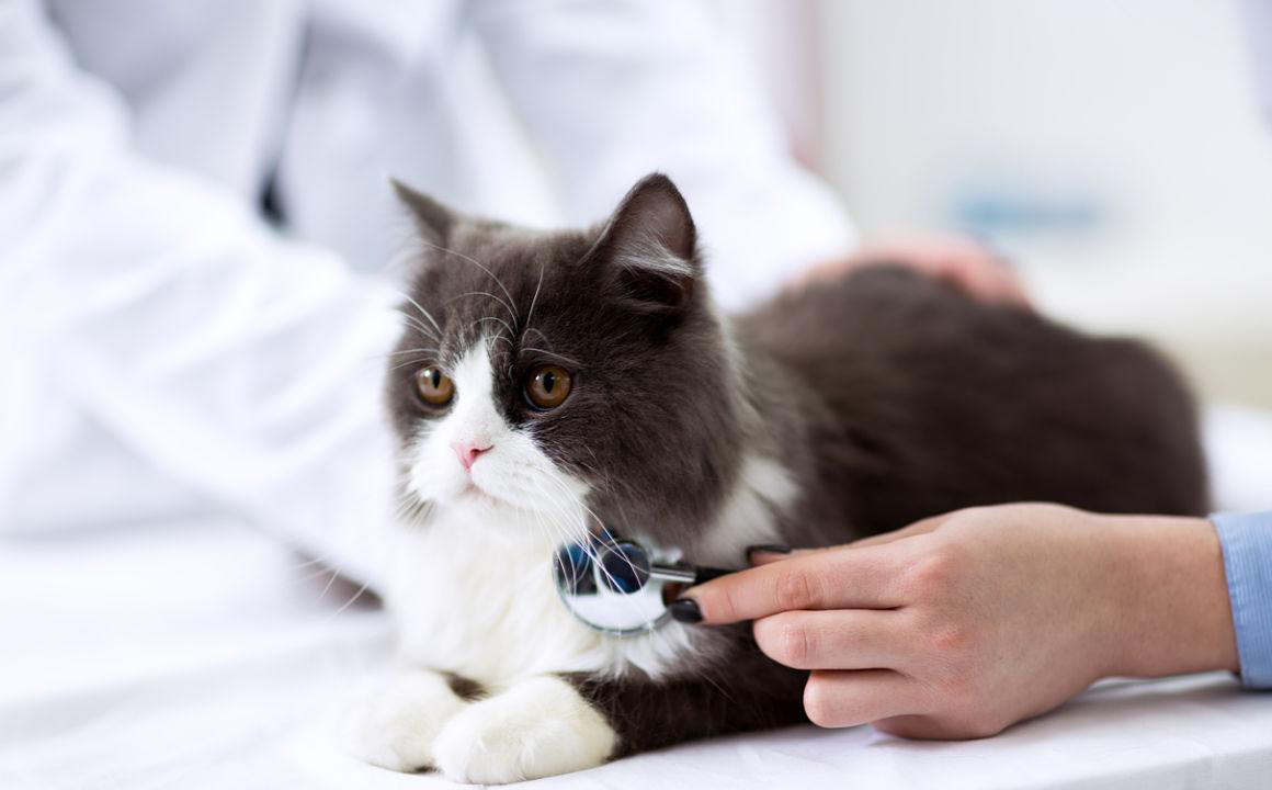 Tosse nei gatti: tipi, cause e consigli