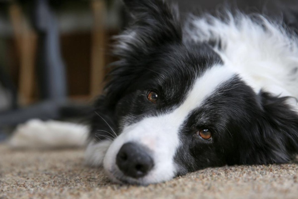 Border Collie: caracteristici și &icirc;ngrijire