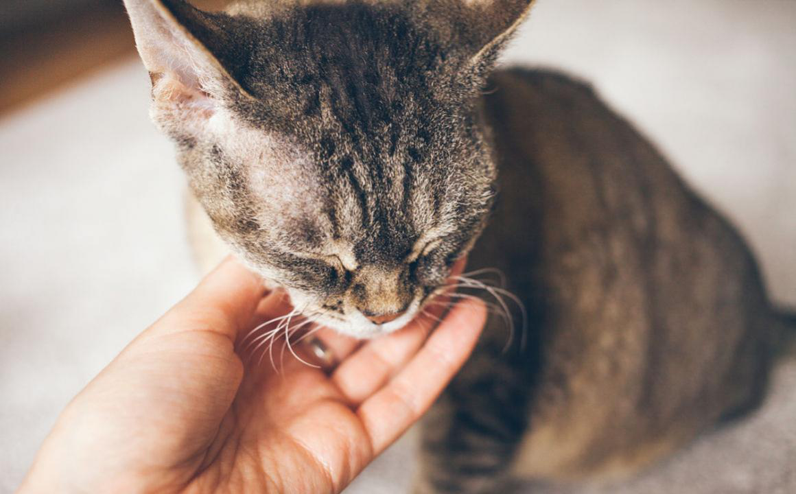 Le pi&ugrave; comuni allergie dei gatti