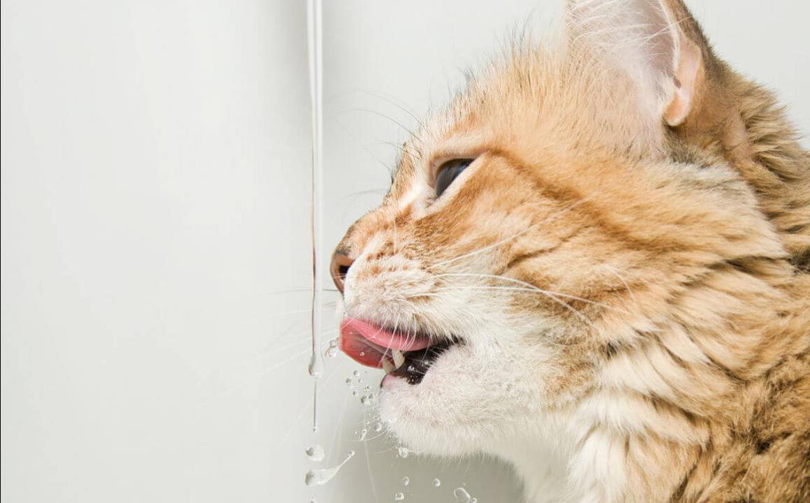 Il mio gatto non beve acqua. Cosa devo fare?