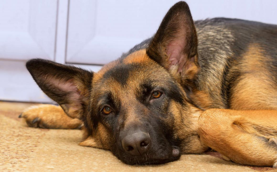 Speciale otite cani: tutto quello che c'&egrave; da sapere