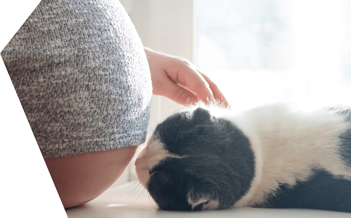 Il gatto e la toxoplasmosi