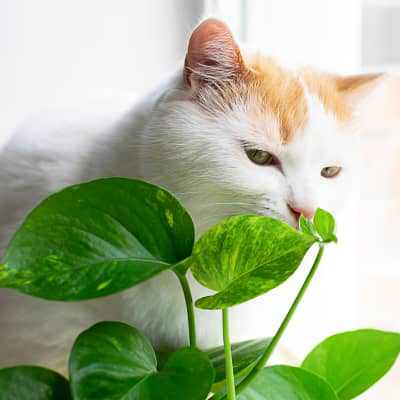Plantas t&oacute;xicas y venenosas para gatos: cu&aacute;les son