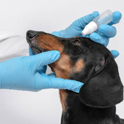 Z&aacute;nět spojivek u tv&eacute;ho psa: př&iacute;činy a l&eacute;čba