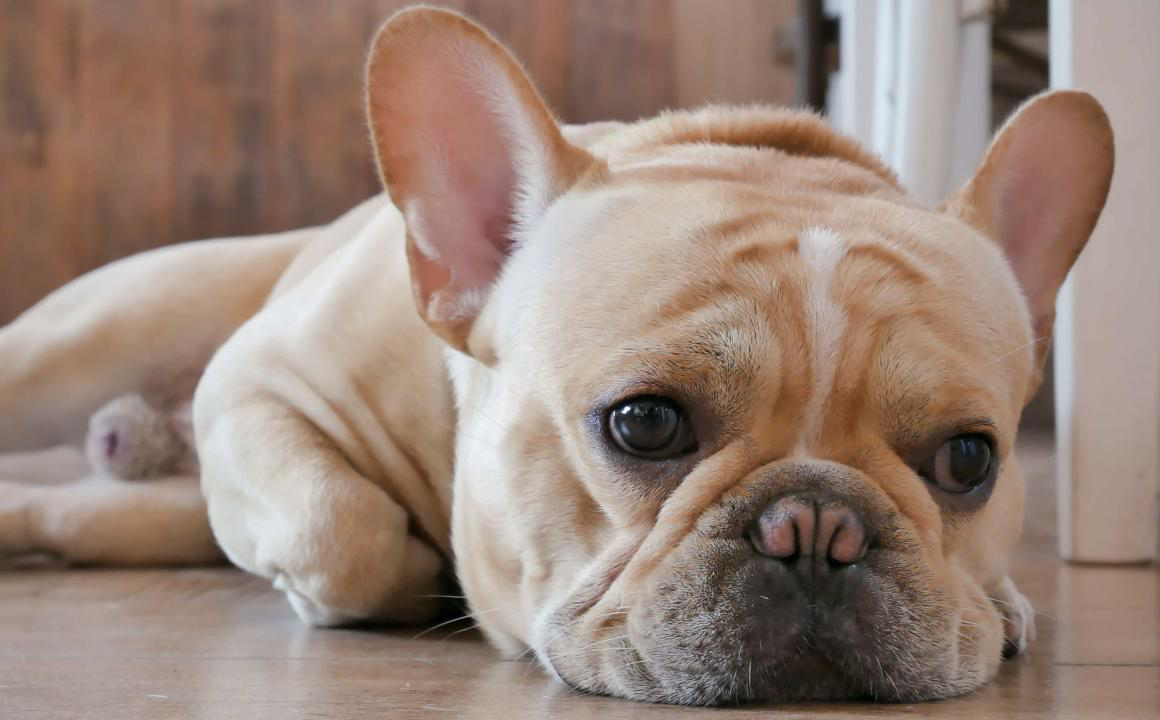 Cane che non mangia, cosa fare?