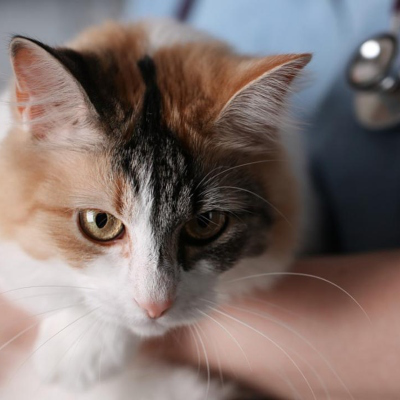 &Delta;&eta;&lambda;&eta;&tau;&eta;&rho;ί&alpha;&sigma;&eta; &sigma;&epsilon; &gamma;ά&tau;&epsilon;&sigmaf;: &Pi;ώ&sigmaf; &nu;&alpha; &xi;έ&rho;&epsilon;&tau;&epsilon; &alpha;&nu; &epsilon;ί&nu;&alpha;&iota; &kappa;&alpha;&iota; &pi;&omicron;&iota;&alpha; &epsilon;ί&nu;&alpha;&iota; &tau;&alpha; &sigma;&upsilon;&mu;&pi;&tau;ώ&mu;&alpha;&tau;ά &tau;&eta;&sigmaf;