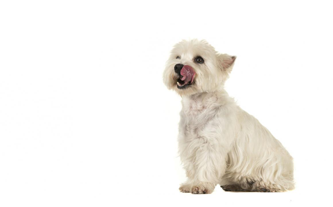 Benefici del riso per cani