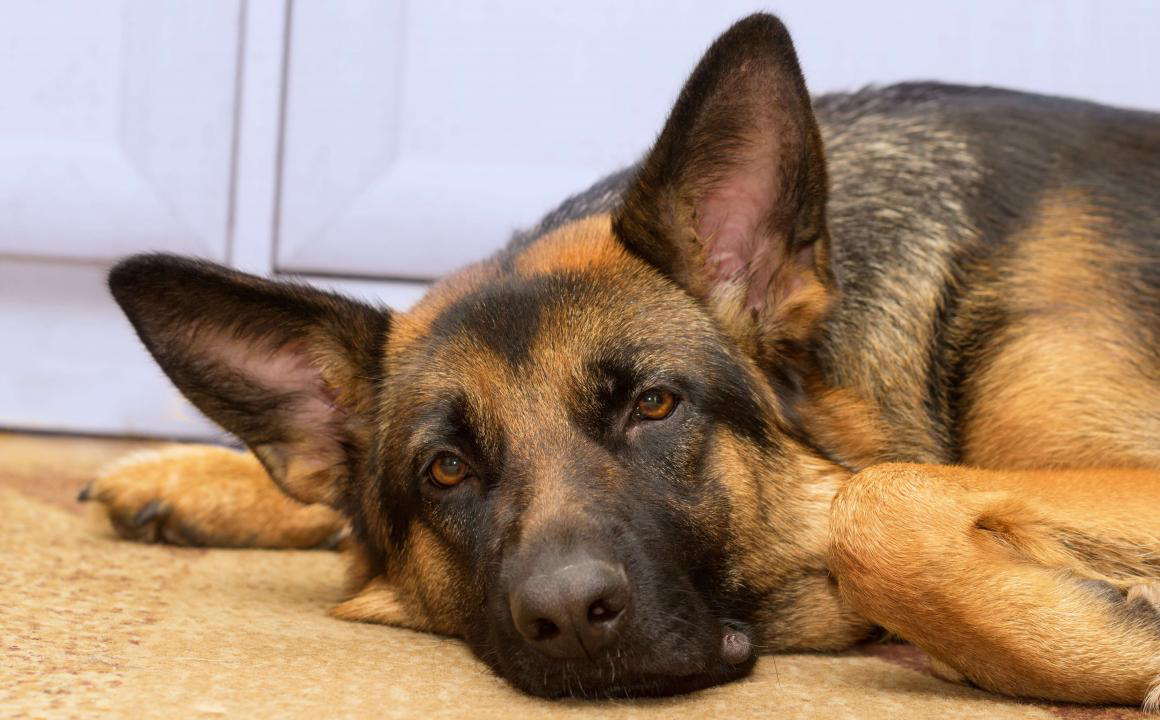 Sp&eacute;cial otite chez le chien : tout ce que vous devez savoir