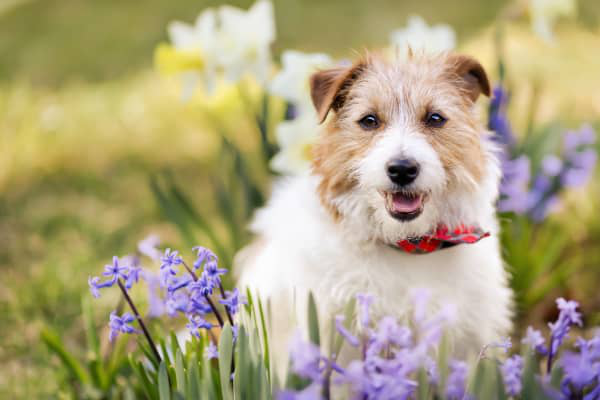 Les &eacute;l&eacute;ments cl&eacute;s du traitement de la teigne chez le chien