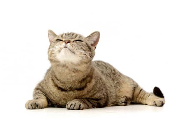 Acn&eacute; du chat : sympt&ocirc;mes, causes, dur&eacute;e et traitement