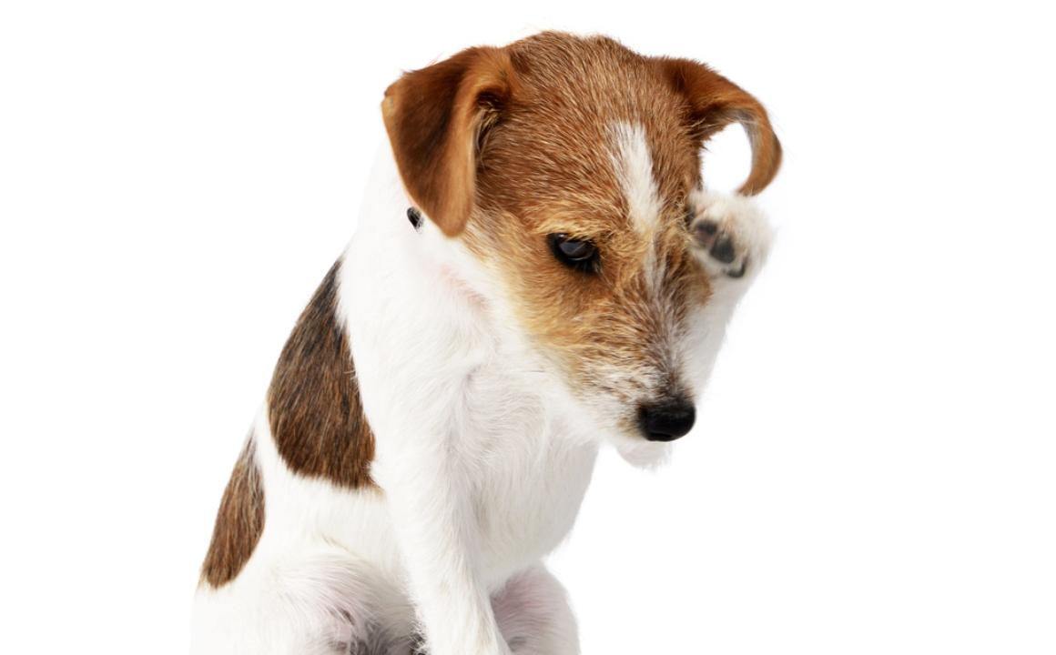 Occhio gonfio cane, che fare?