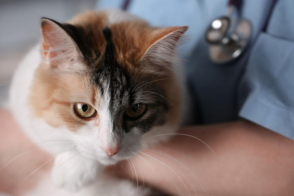 &Delta;&eta;&lambda;&eta;&tau;&eta;&rho;ί&alpha;&sigma;&eta; &sigma;&epsilon; &gamma;ά&tau;&epsilon;&sigmaf;: &Pi;ώ&sigmaf; &nu;&alpha; &xi;έ&rho;&epsilon;&tau;&epsilon; &alpha;&nu; &epsilon;ί&nu;&alpha;&iota; &kappa;&alpha;&iota; &pi;&omicron;&iota;&alpha; &epsilon;ί&nu;&alpha;&iota; &tau;&alpha; &sigma;&upsilon;&mu;&pi;&tau;ώ&mu;&alpha;&tau;ά &tau;&eta;&sigmaf;