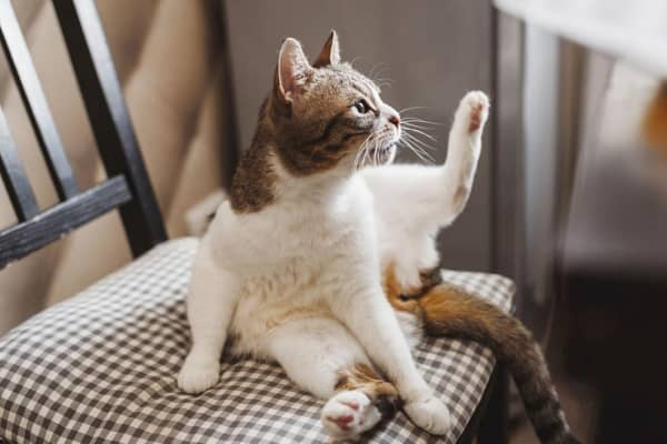 CISTĪTS KAĶIM: CĒLOŅI, SIMPTOMI UN ĀRSTĒ&Scaron;ANA