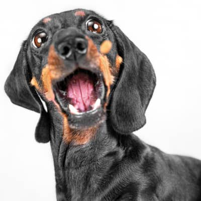 ANXI&Eacute;T&Eacute; CHEZ LES CHIENS : CAUSES, SYMPT&Ocirc;MES ET SOLUTIONS&nbsp;