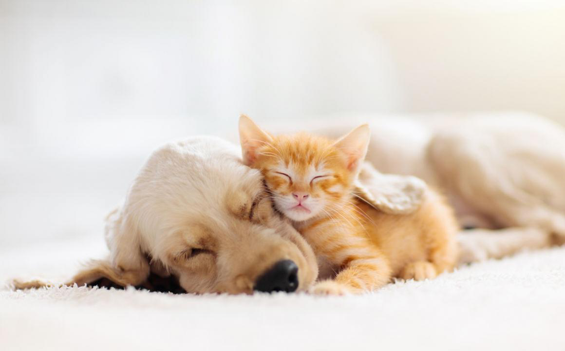 Post-confinamiento perros y gatos: c&oacute;mo afrontarlo