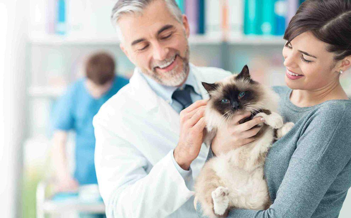 Cause della diarrea nei gatti e alcune raccomandazioni