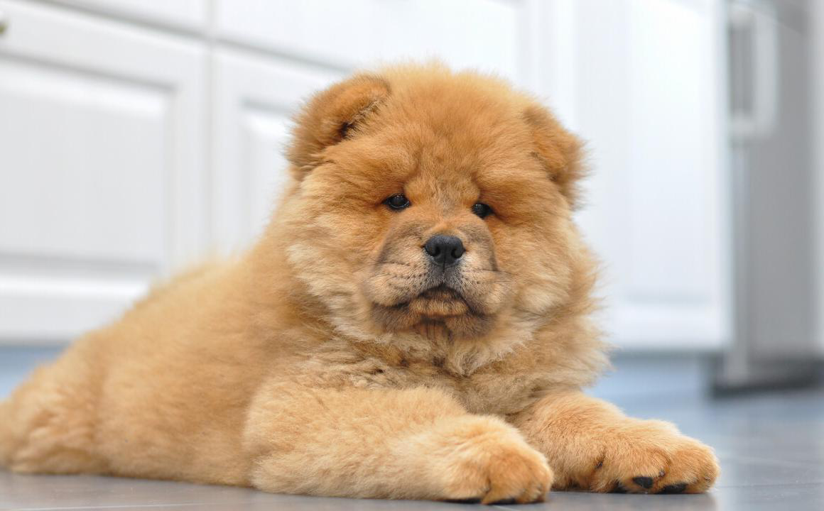 El cachorro chow chow. Cuidados principales