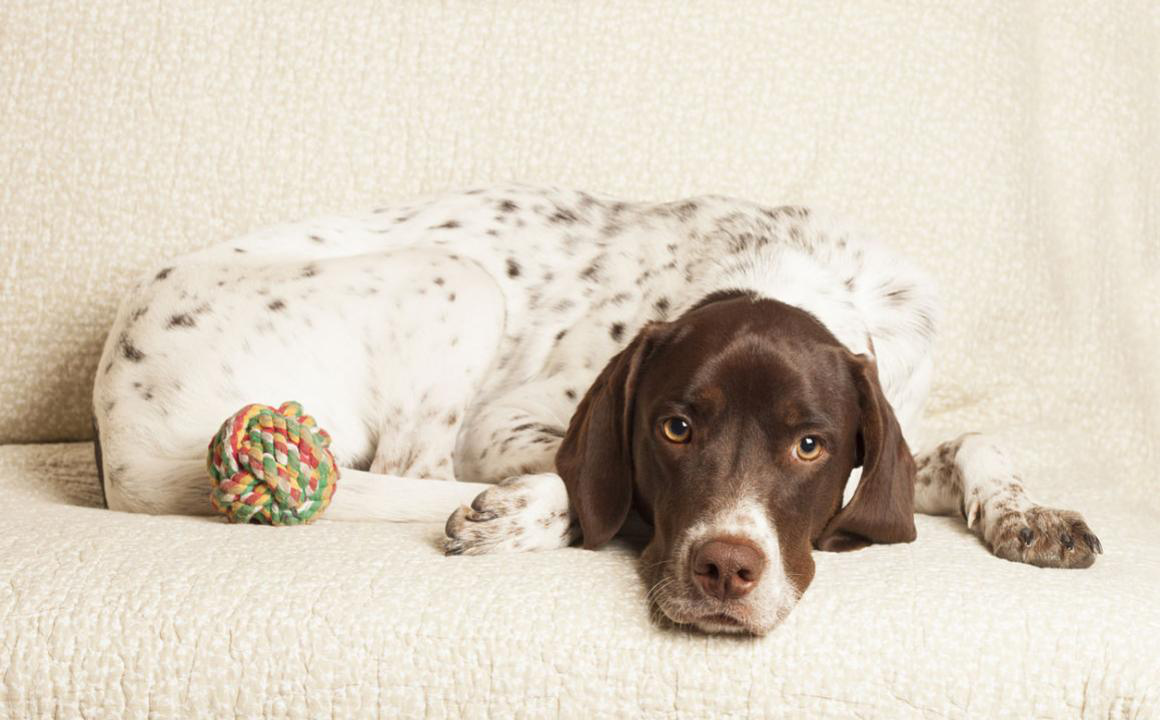 El pointer ingl&eacute;s