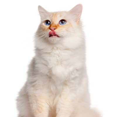 &iquest;Cu&aacute;nta comida h&uacute;meda debe comer un gato al d&iacute;a?