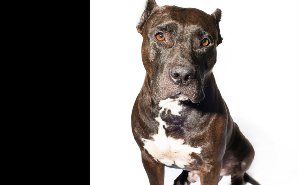 American Staffordshire Terrier