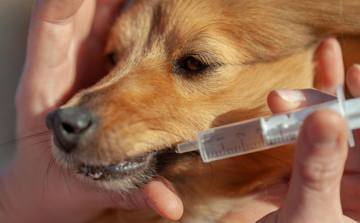 Comment faire vomir un chien : premiers secours