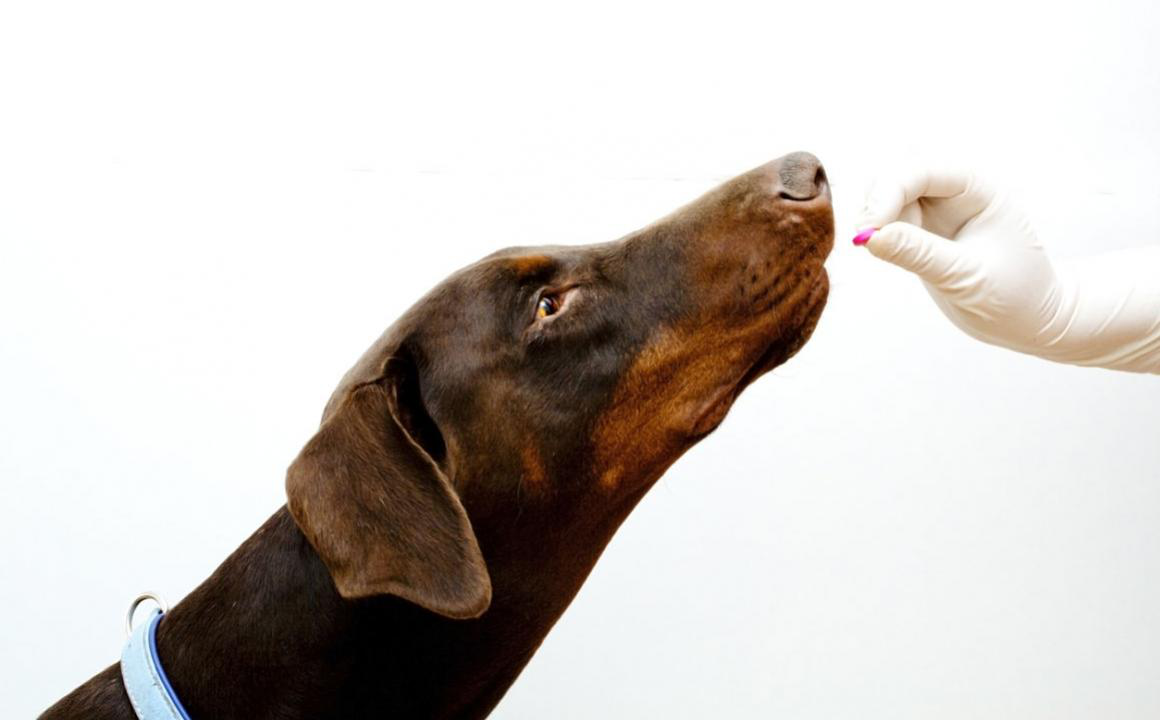 &iquest;Qu&eacute; pasa si le doy ibuprofeno a mi perro?