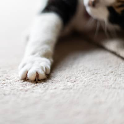 Pata hinchada en gatos: &iquest;qu&eacute; le ocurre?